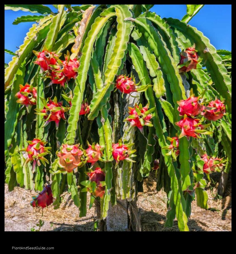 Where to buy dragon fruit plants A guide to finding the best deals
