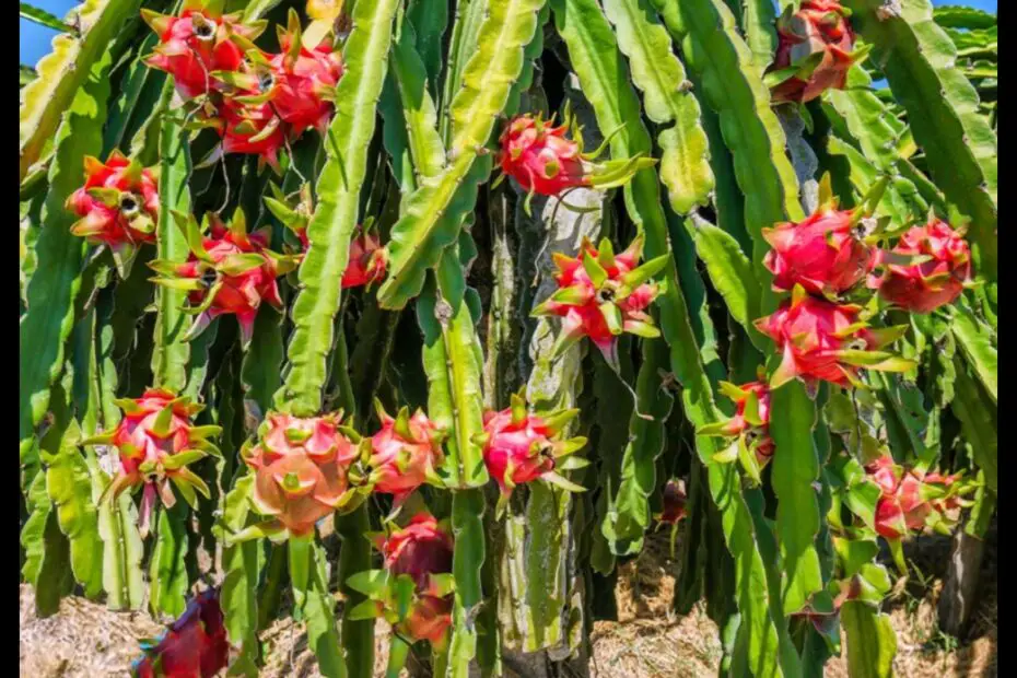 Where to Buy Dragon Fruit Plants a Guide to Finding the Best Deals