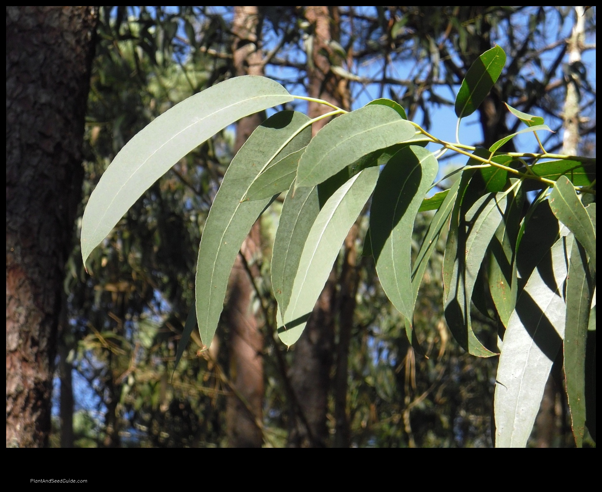 which eucalyptus plant smells best