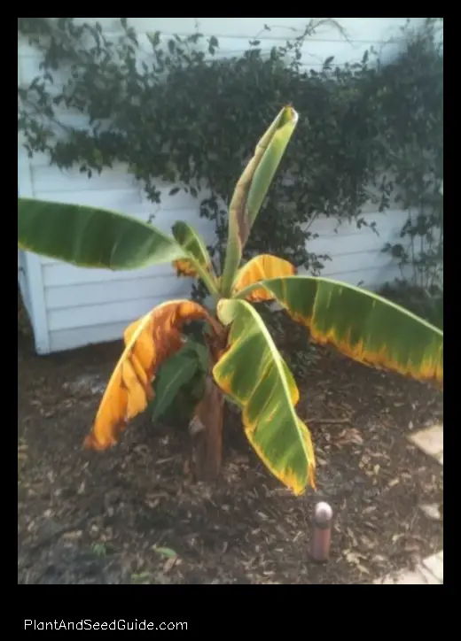 why are my banana plant leaves turning yellow and brown
