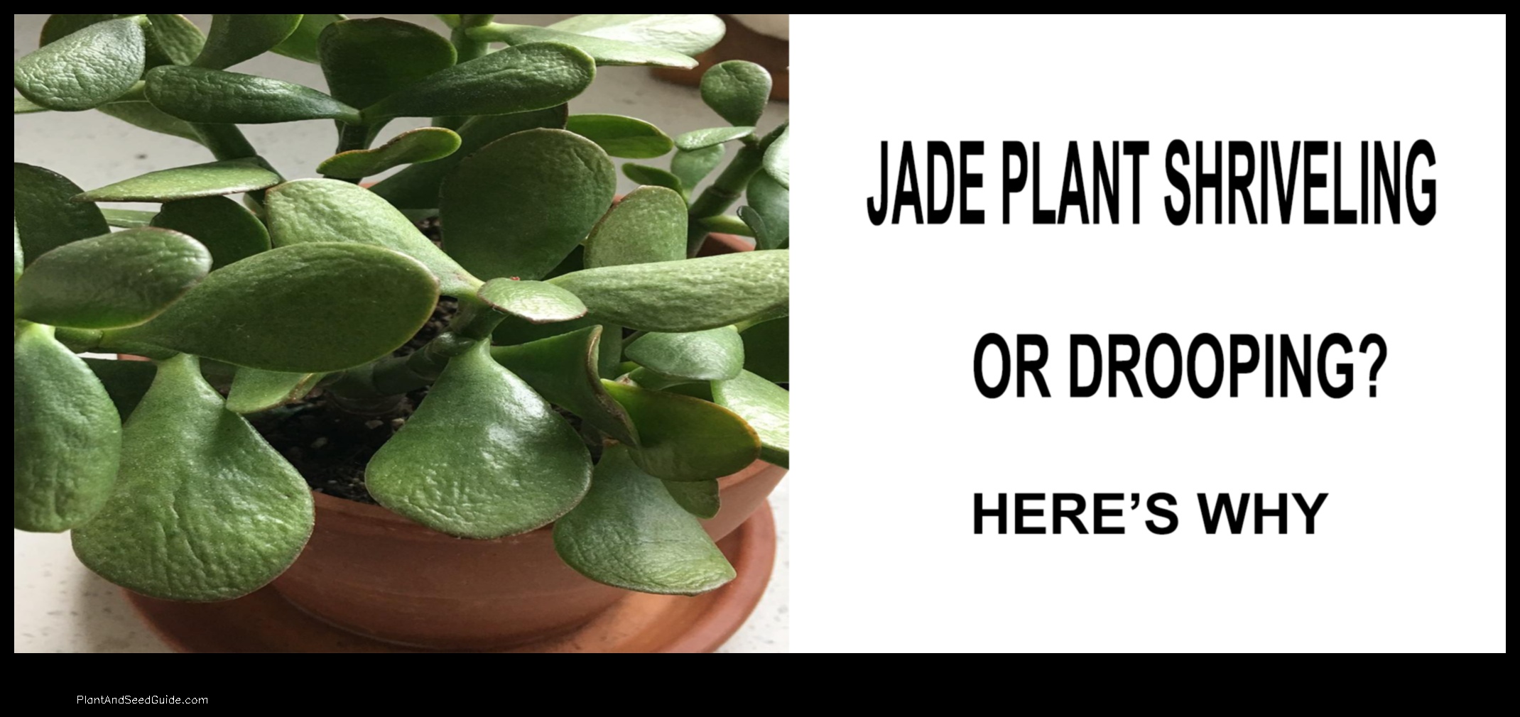 why is my jade plant leaves shriveling