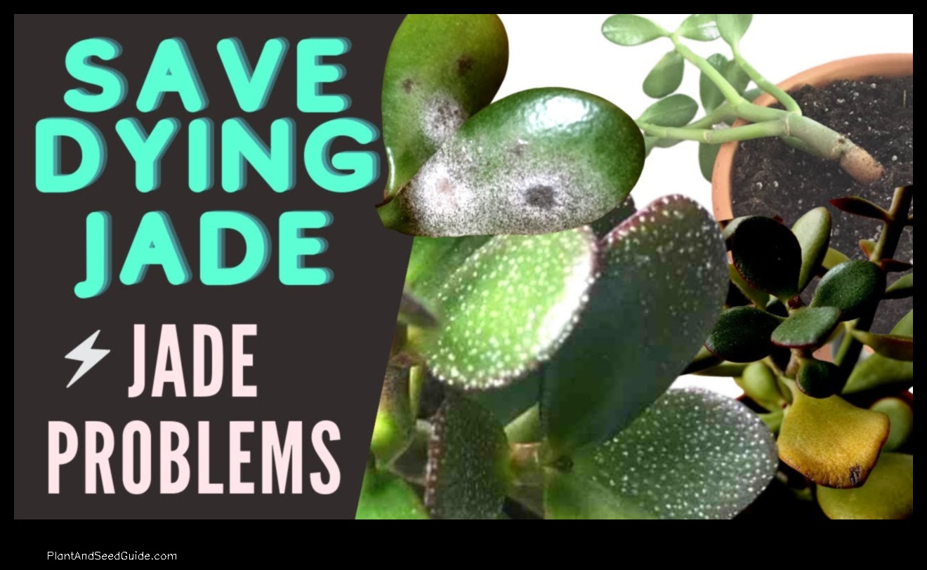 why is my jade plant leaves shriveling