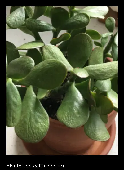 Why Are My Jade Plant Leaves Wrinkled a Guide to Diagnosis and Treatment