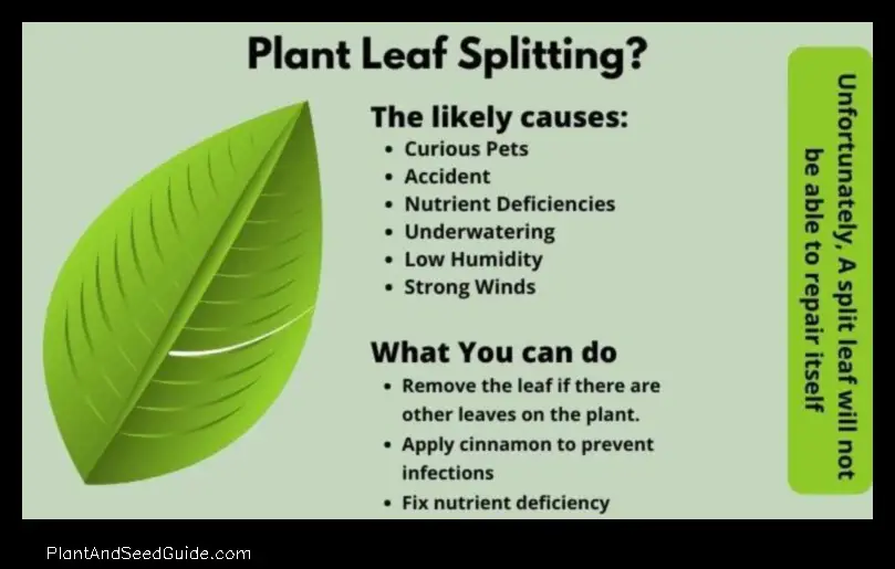 Why Are My Plant Leaves Splitting 5 Common Causes and How to Fix Them