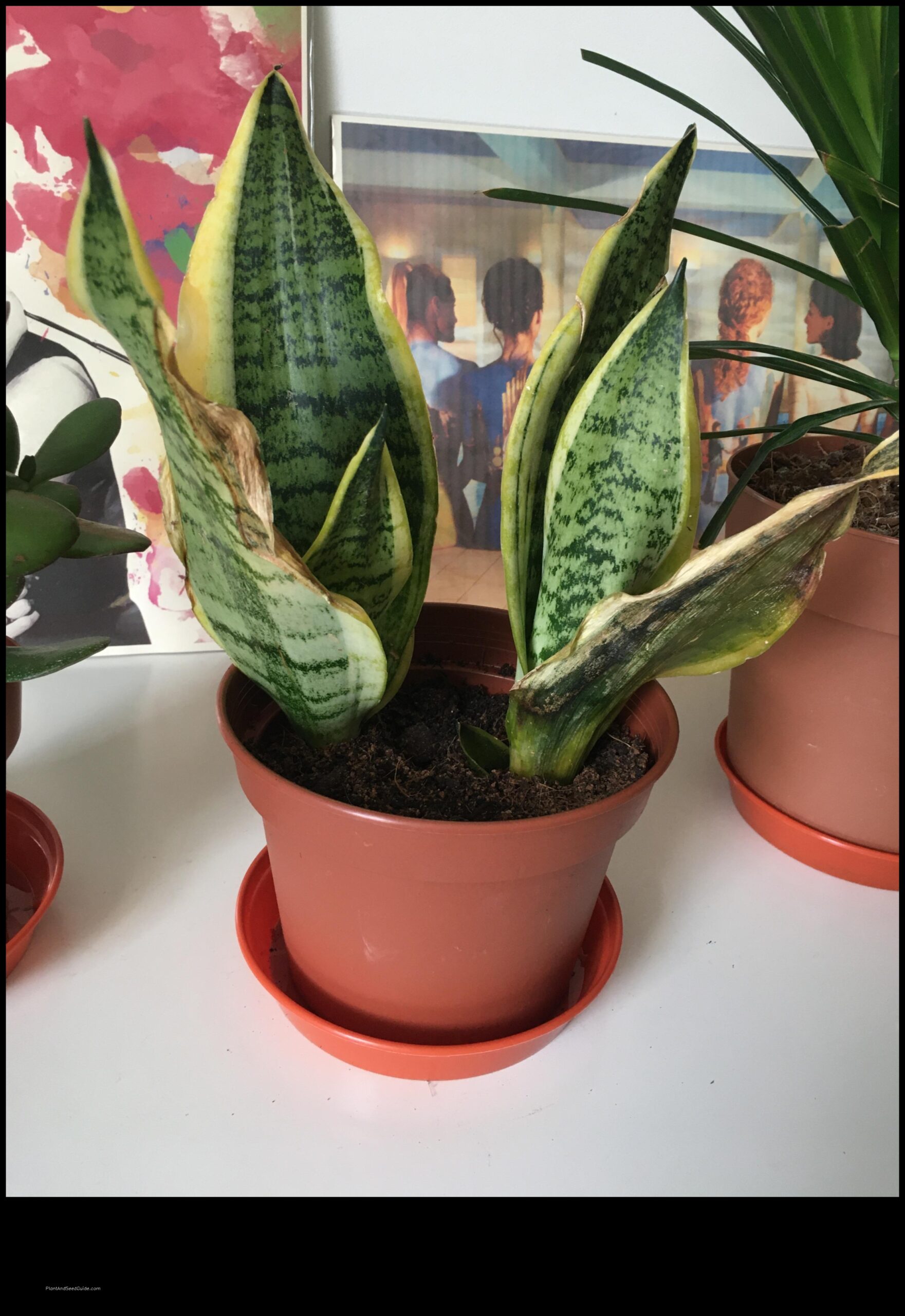 why are the tips of my snake plant turning brown