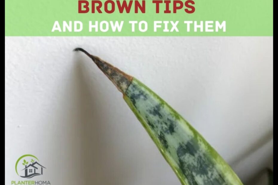 Why Are the Tips of My Snake Plant Turning Brown