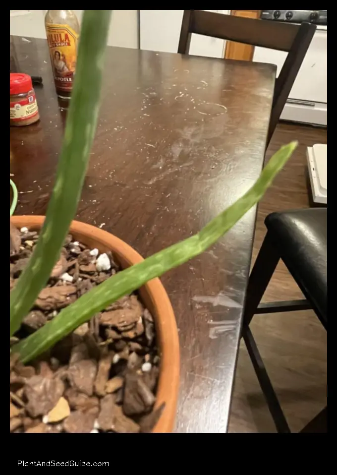 why does my aloe plant have dents