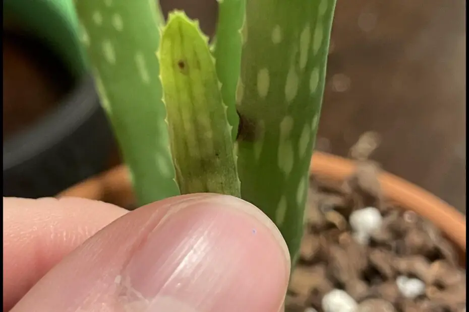 Why Does My Aloe Plant Have Dents 5 Common Causes and How to Fix Them