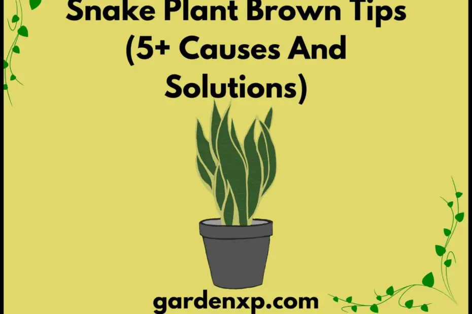 Why Does My Snake Plant Have Brown Tips 5 Common Causes and Solutions