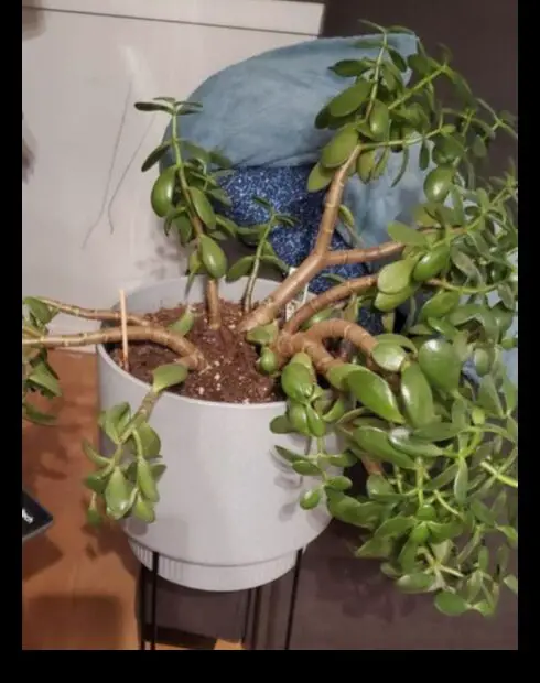 Why is My Jade Plant Dropping Branches 5 Common Causes and Solutions