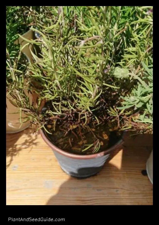 why is my rosemary plant turning brown