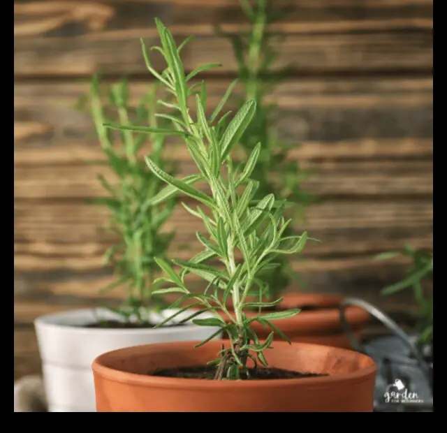 Why is My Rosemary Plant Turning Brown 5 Common Causes and Solutions