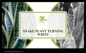 Why is My Snake Plant Turning White 5 Common Causes and How to Fix Them 3