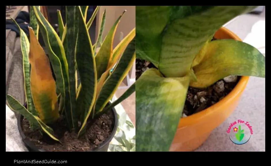 why my snake plant is turning yellow