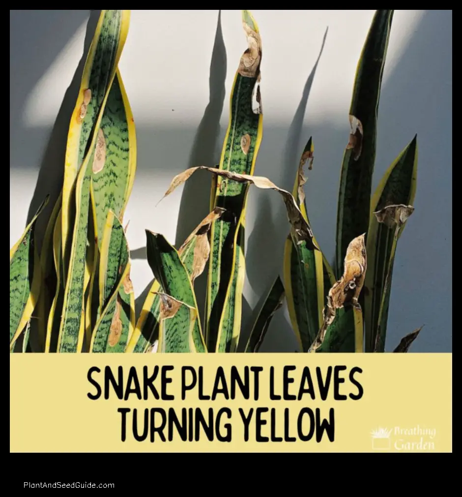 why my snake plant is turning yellow