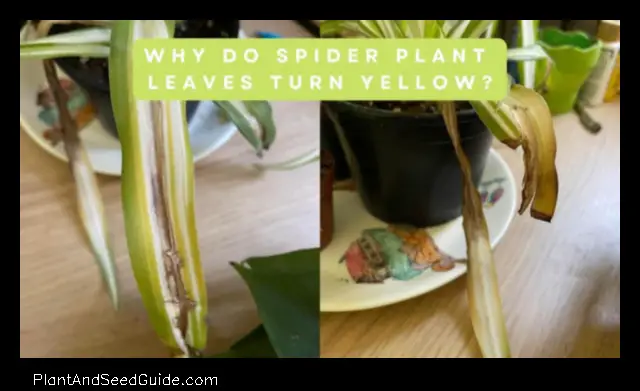 why is spider plant turning yellow
