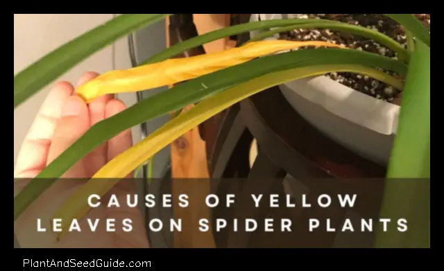 why is spider plant turning yellow