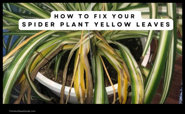 Why Is Your Spider Plant Turning Yellow 5 Common Causes and Solutions