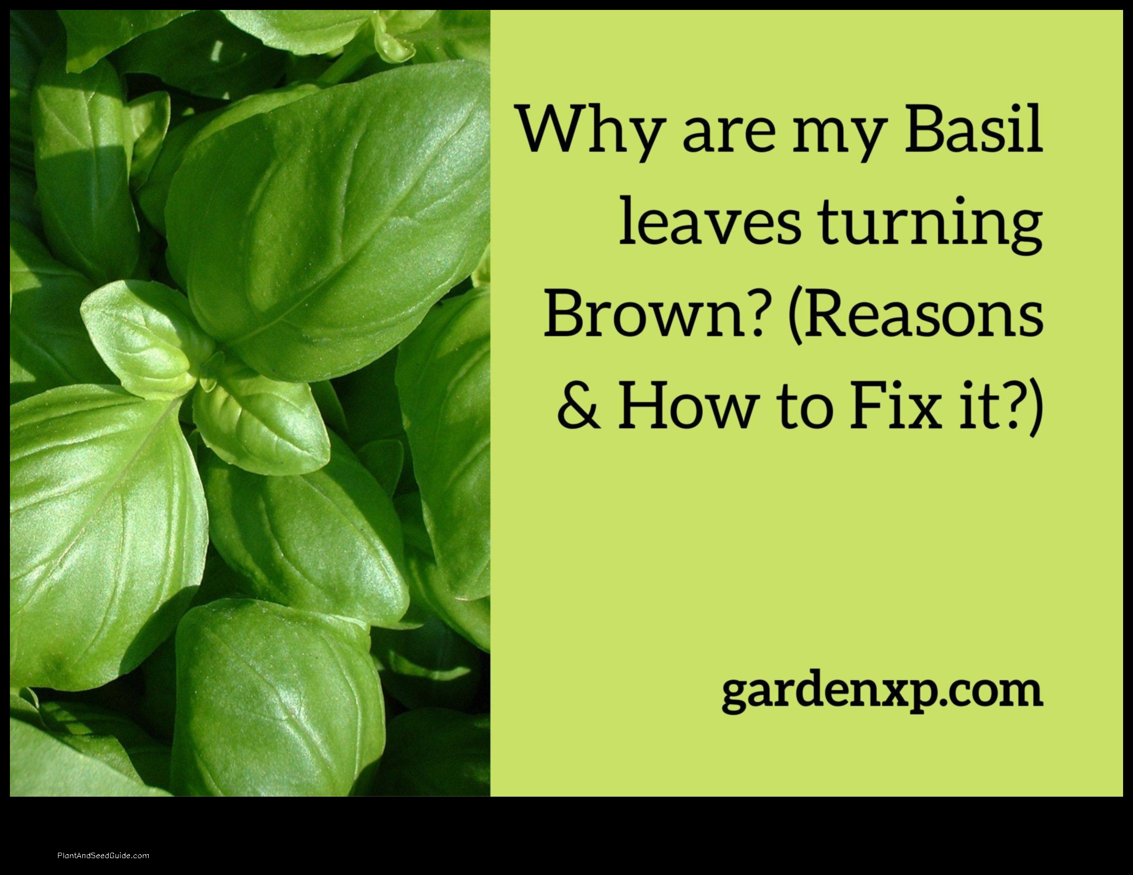 why is my basil plant turning brown