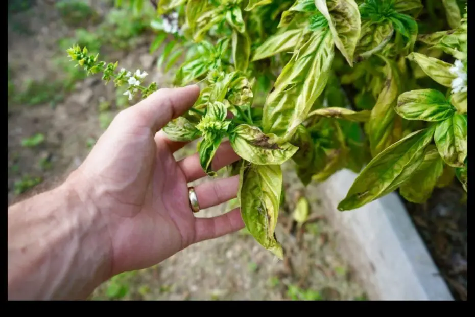 Why is My Basil Plant Turning Brown 5 Common Causes and How to Fix Them