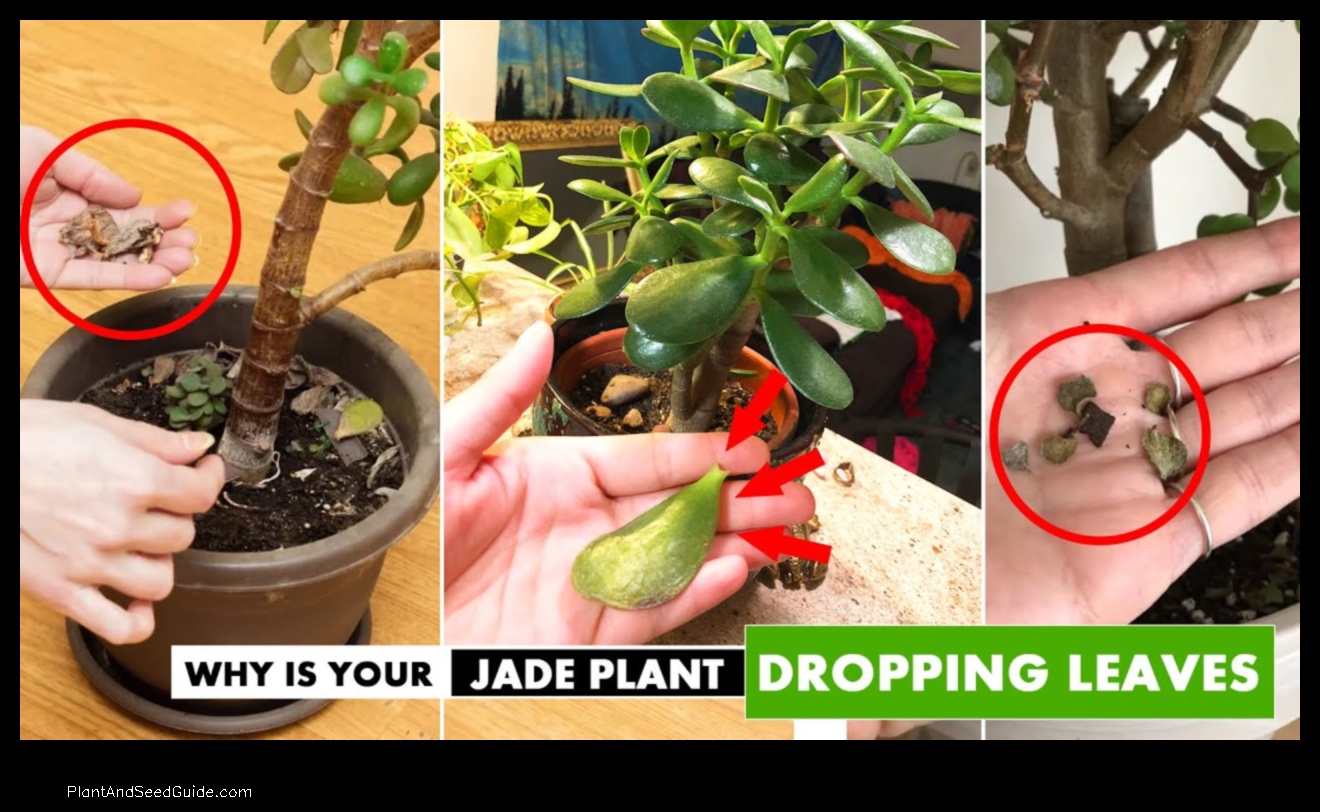 why is my jade plant falling over