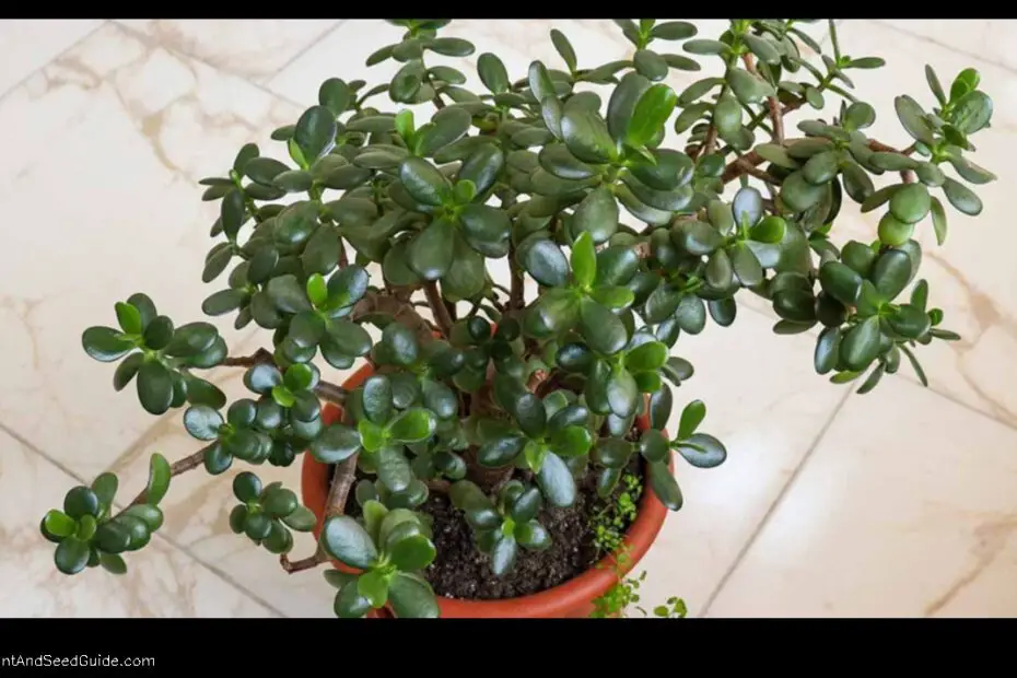 Why is My Jade Plant Leaning 5 Common Reasons and How to Fix Them