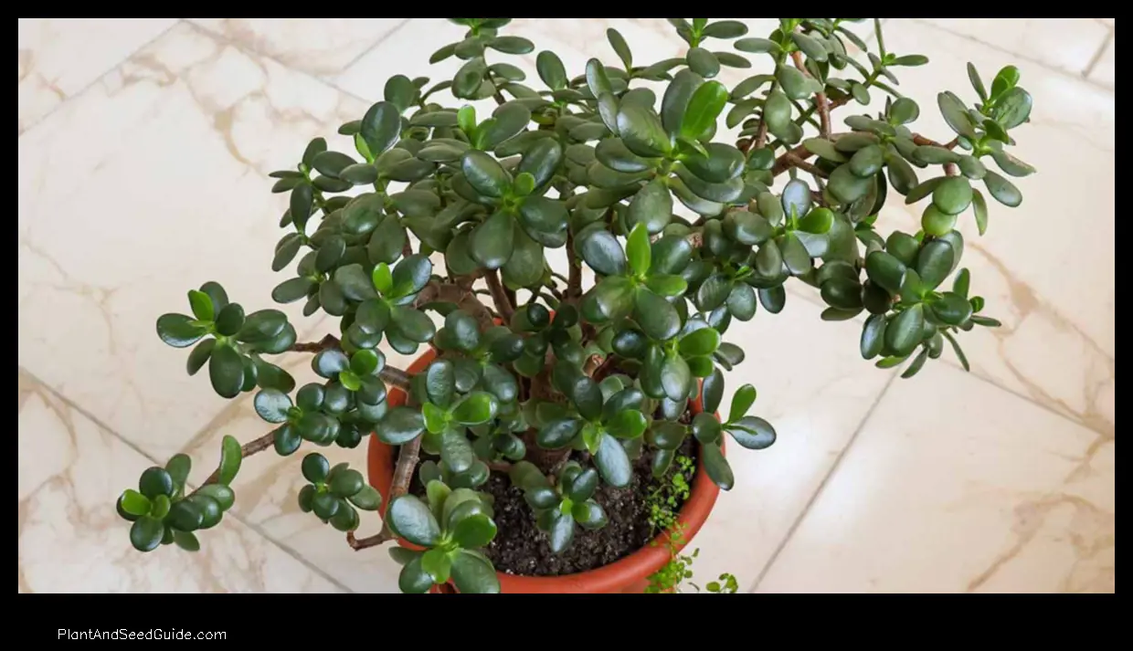 why is my jade plant leaning