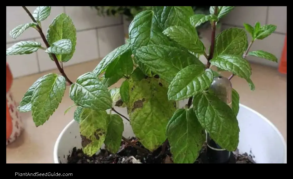 why is my mint plant wilting