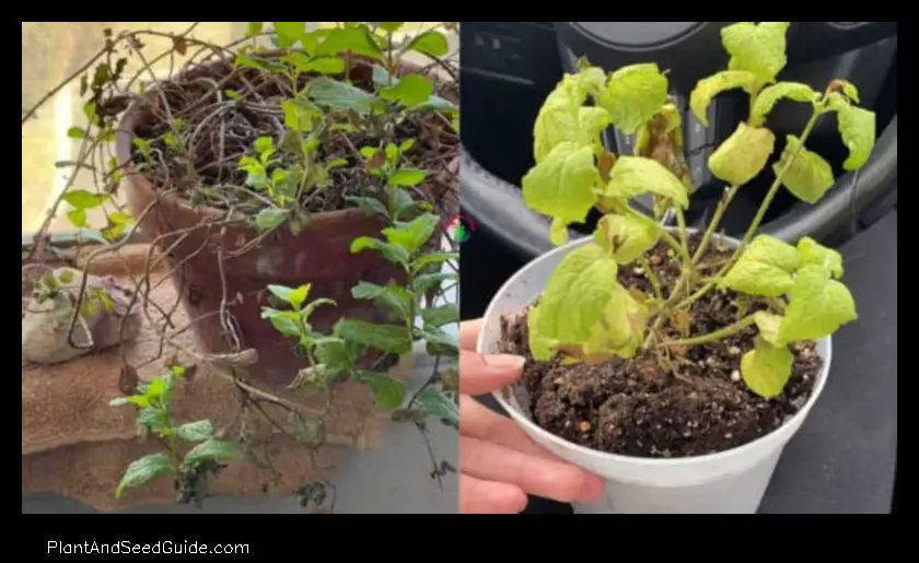 Why is My Mint Plant Wilting 6 Common Reasons and How to Fix Them