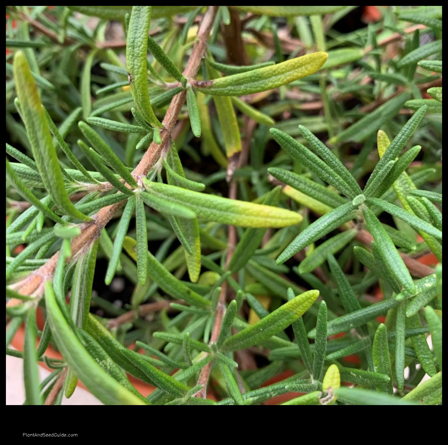 why is my rosemary plant turning yellow