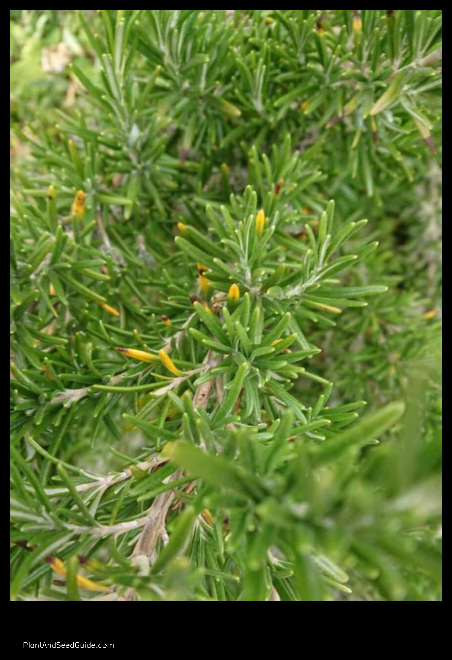 why is my rosemary plant turning yellow