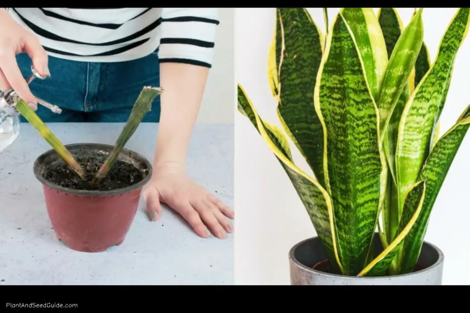 Why is My Snake Plant Rotting 5 Common Causes and How to Fix Them