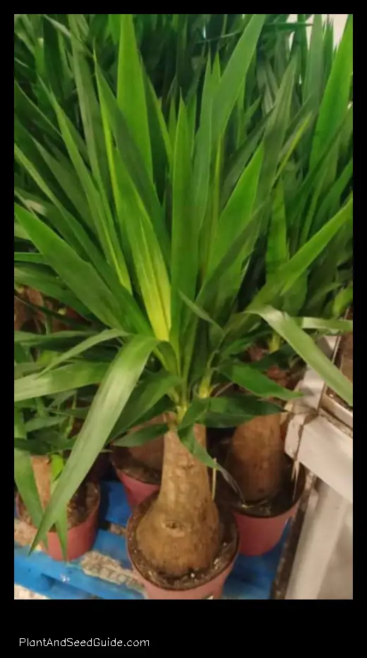 why is my yucca plant turning brown