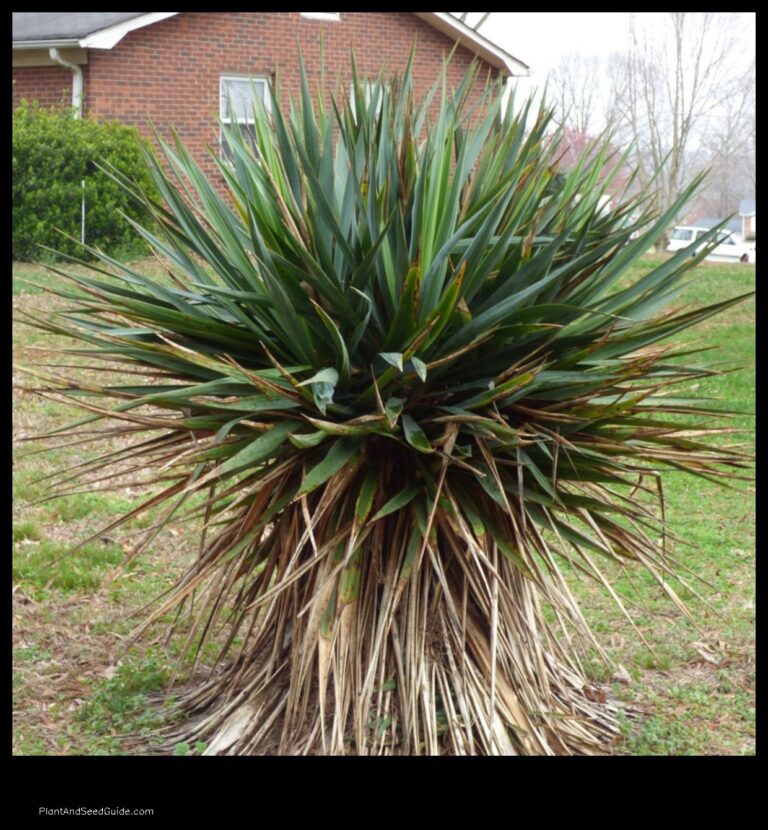 Why is my yucca plant turning brown 5 common causes and how to fix them