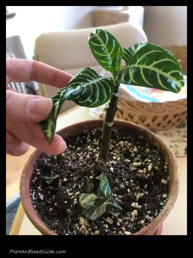 why is my zebra plant turning brown