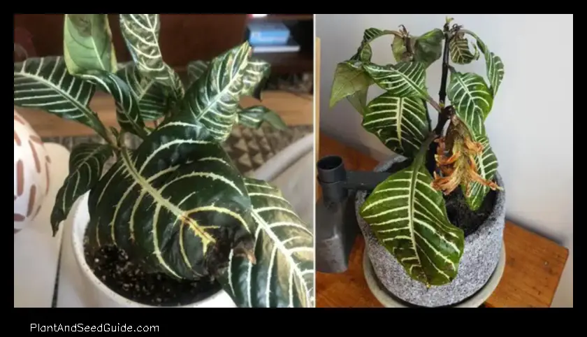 Why is My Zebra Plant Turning Brown a Comprehensive Guide to Diagnosis and Treatment