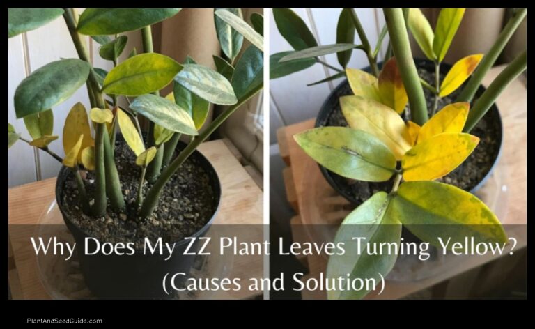 ZZ Plant Leaves Turning Yellow Whats Causing It and How to Fix It