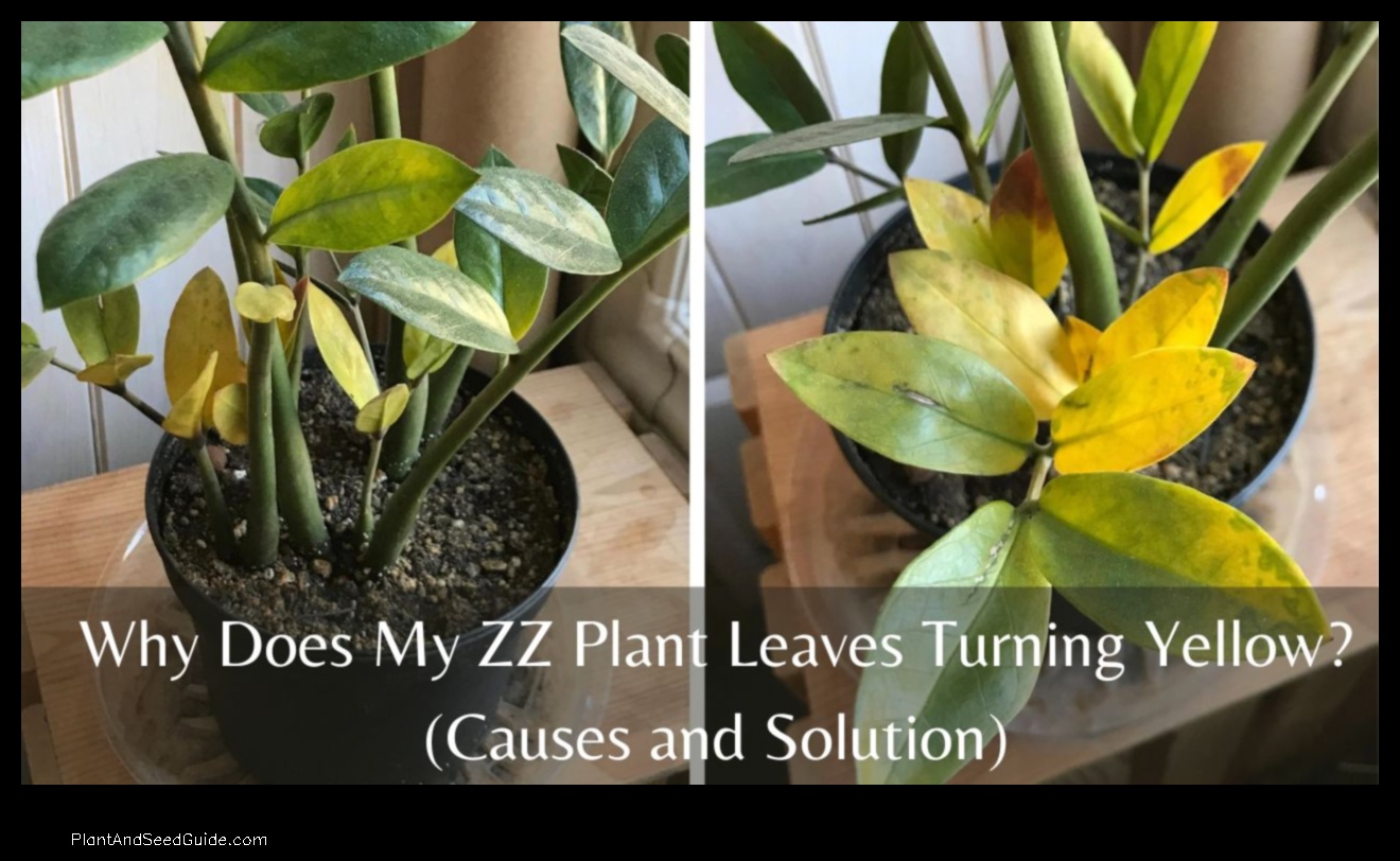 why is my zz plant leaves turning yellow