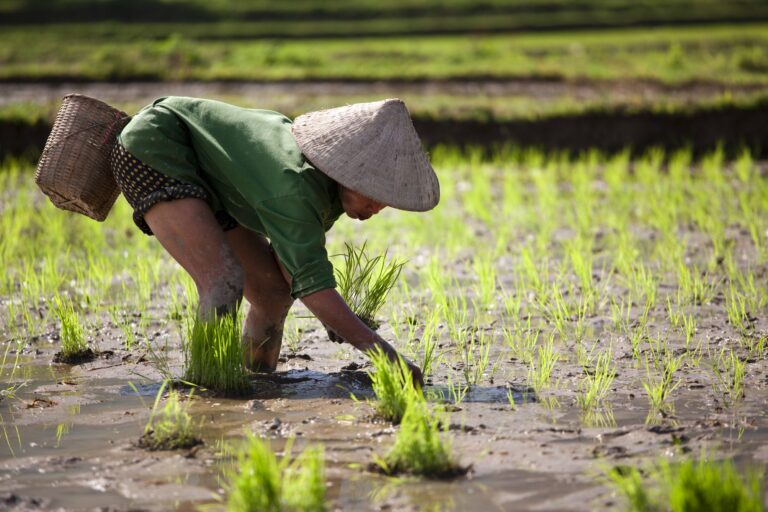 planting rice delight 2 scaled