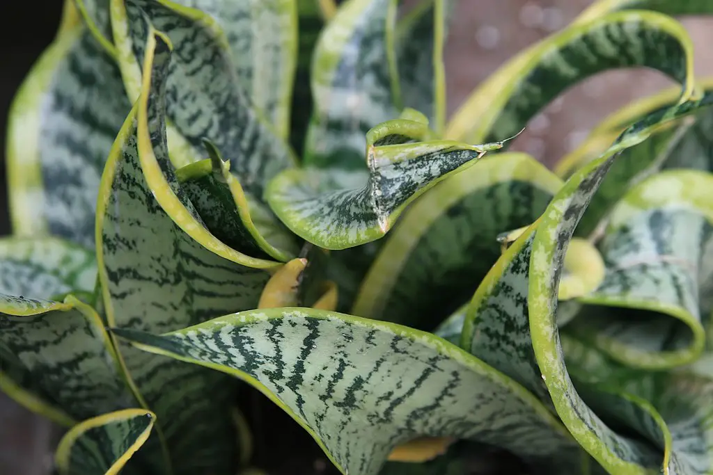 Snake Plants with Yellow Leaves 1