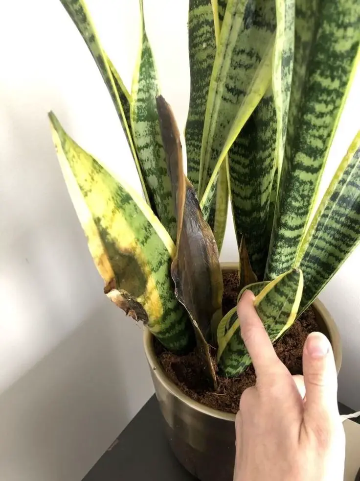 Snake Plants with Yellow Leaves 2