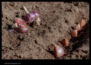 6 Vegetables to Plant After Garlic Harvest
