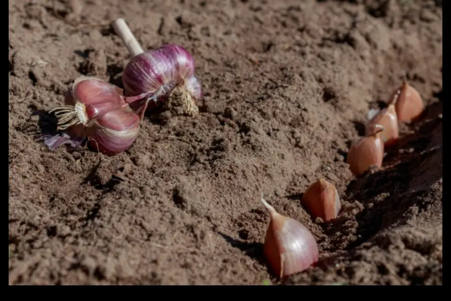 6 Vegetables to Plant After Garlic Harvest