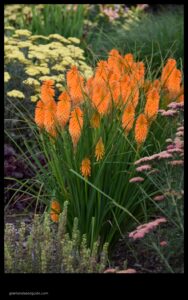 A Blaze of Orange Ground Cover Plants with Brilliant Blooms
