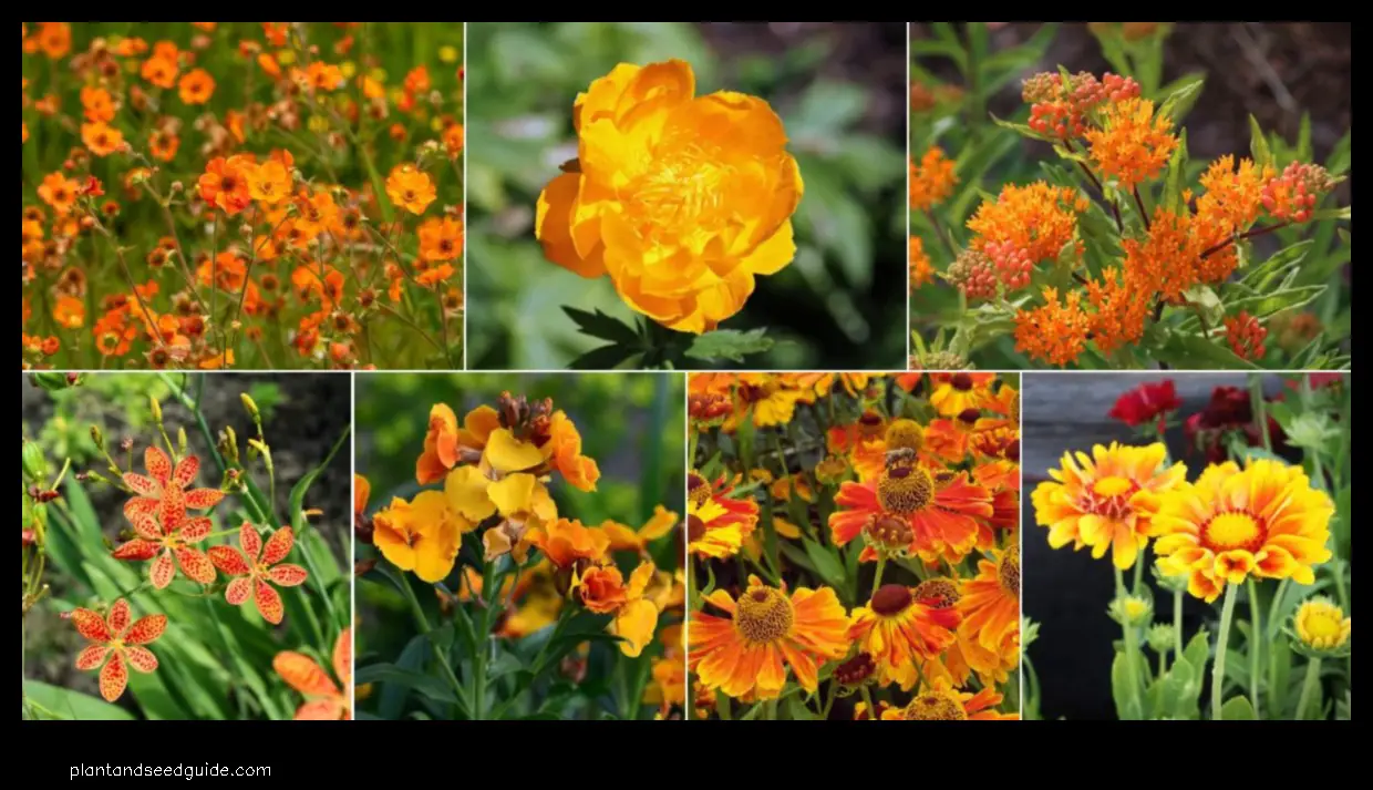 ground cover with orange flowers