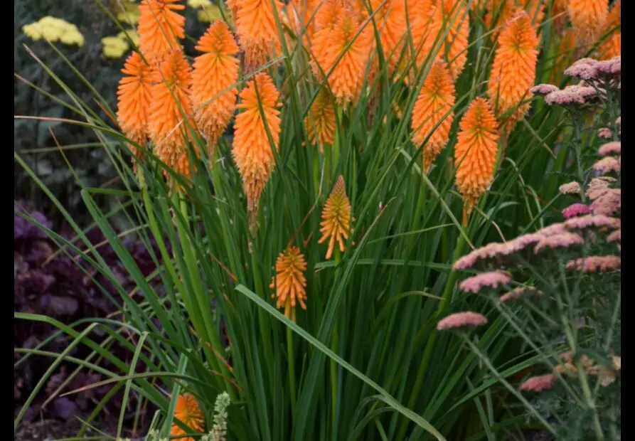 A Blaze of Orange Ground Cover Plants with Brilliant Blooms