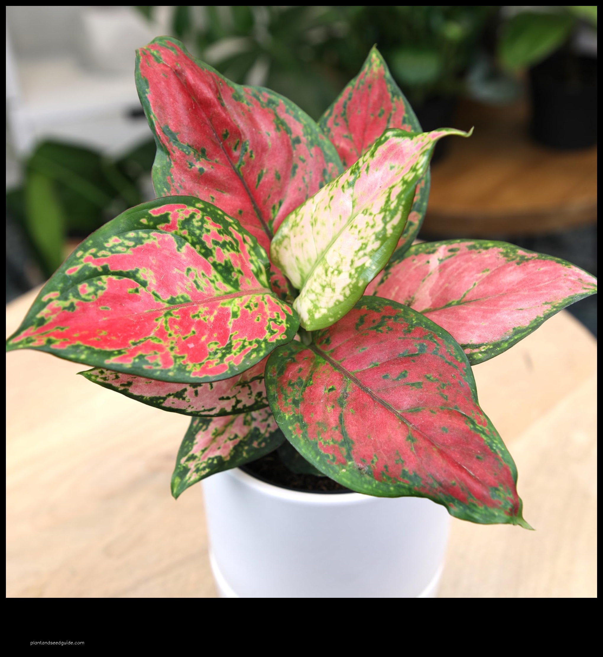 chinese evergreen plant pink