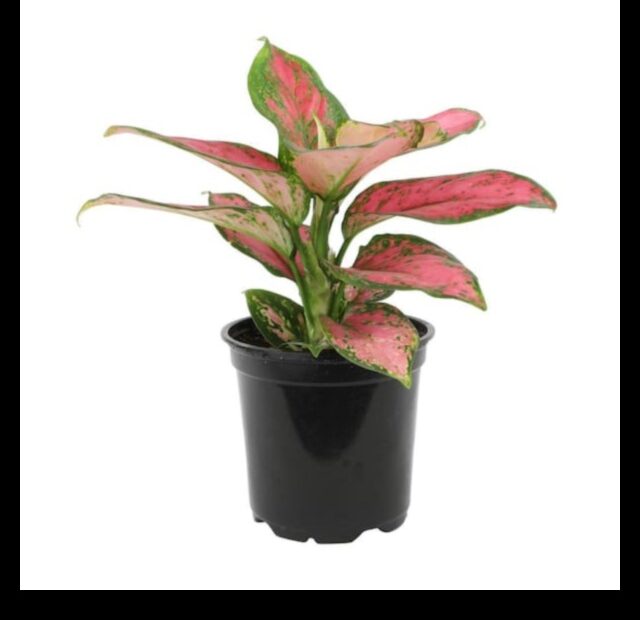 A Blooming Beauty the Chinese Evergreen Plant in Pink