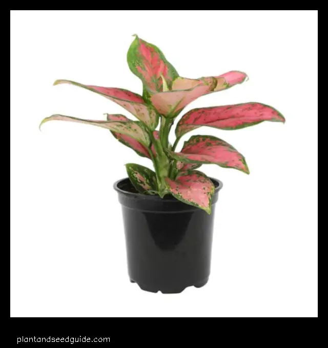 chinese evergreen plant pink