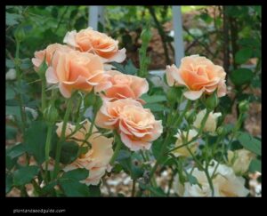 A Royal Sunset the Beauty and Versatility of the Royal Sunset Climbing Rose
